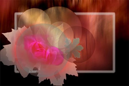 Pink-Rose Piksin Thè