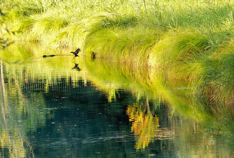 Gras1 Sergio Buttà