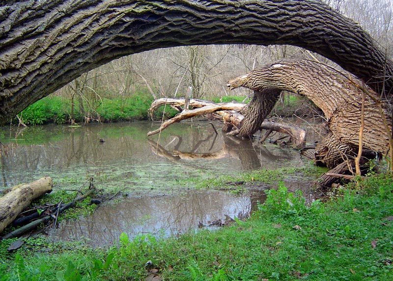 lottatori-al-parco Silvia Marmori