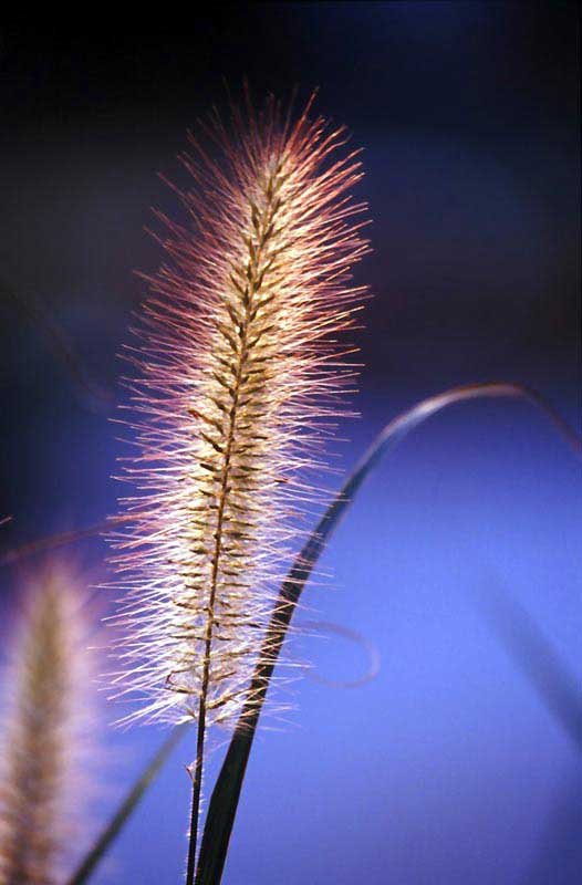Beautiful-grass-1 Zhang Li Qun