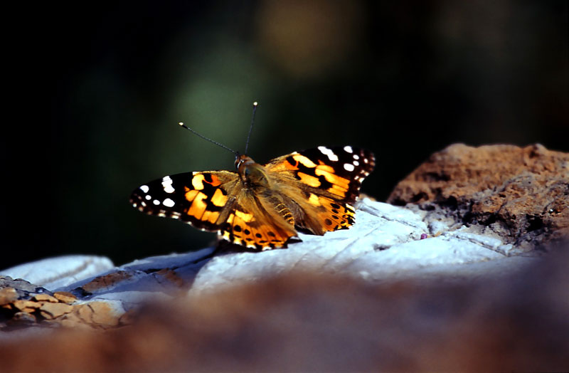 Butterfly.jpg Zhang Li Qun