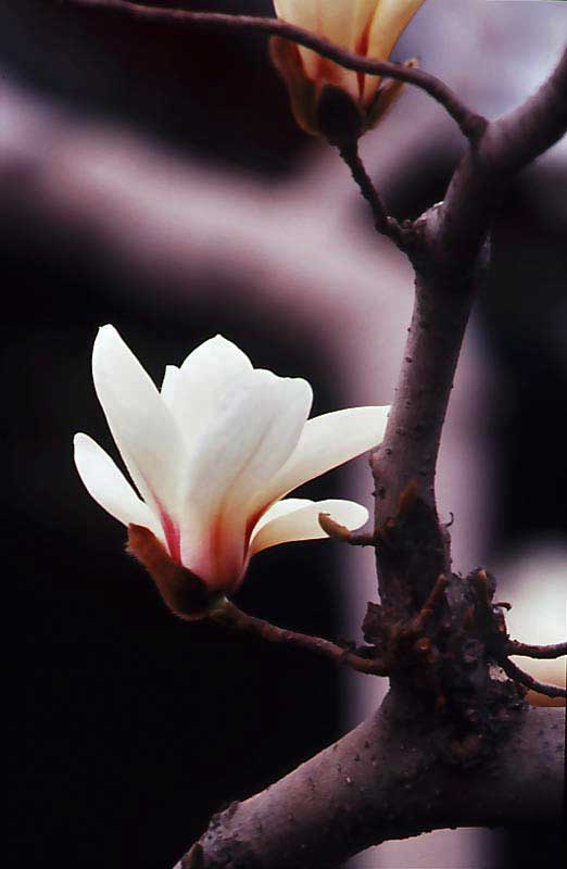 Jade-arethusa Zhang Li Qun