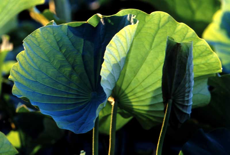Lotus-leaf Zhang Li Qun