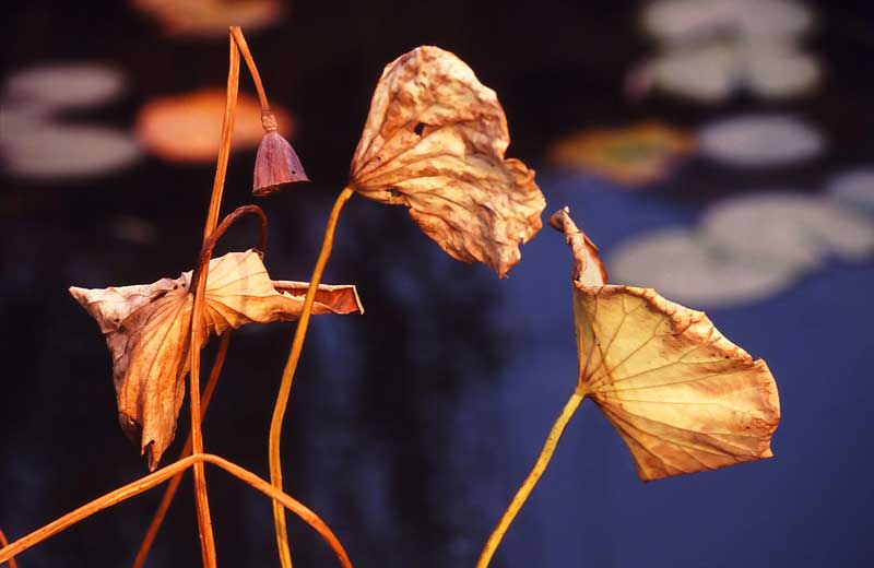 The-autumn-lotus-in-the-setting-sun.jpg Zhang Li Qun