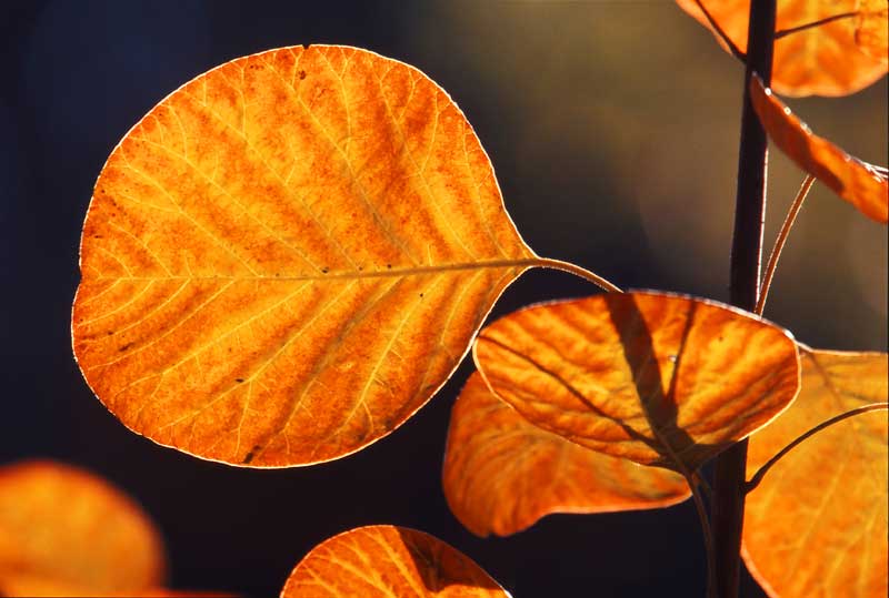 The-leaf-in-autumn.jpg Zhang Li Qun