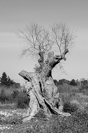 CIRICUGNO-GIOACCHINO-LA-MORTE-DEL-GIGANTE 20° CONCORSO FOTOGRAFICO UIF-INTERNET 2023