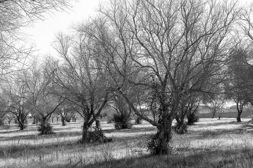 CIRICUGNO-GIOACCHINO-XILELLA 20° CONCORSO FOTOGRAFICO UIF-INTERNET 2023