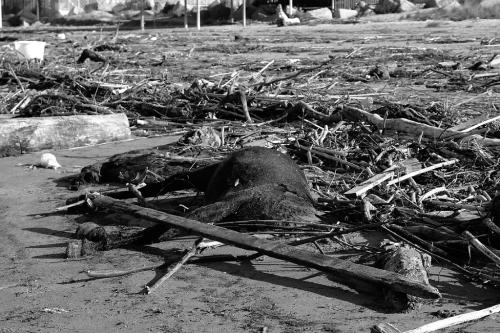 GUERRA-M.ANTONIETTA-UN-ANIMA-PERSA 20° CONCORSO FOTOGRAFICO UIF-INTERNET 2023